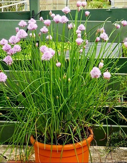 Piante & sementi: 100 Samen SCHNITTLAUCH= "Allium schoenoprasum" – Nuovo e nell'imballaggio originale da Rovio venduto da POSITIFFARTandPLANTS 4