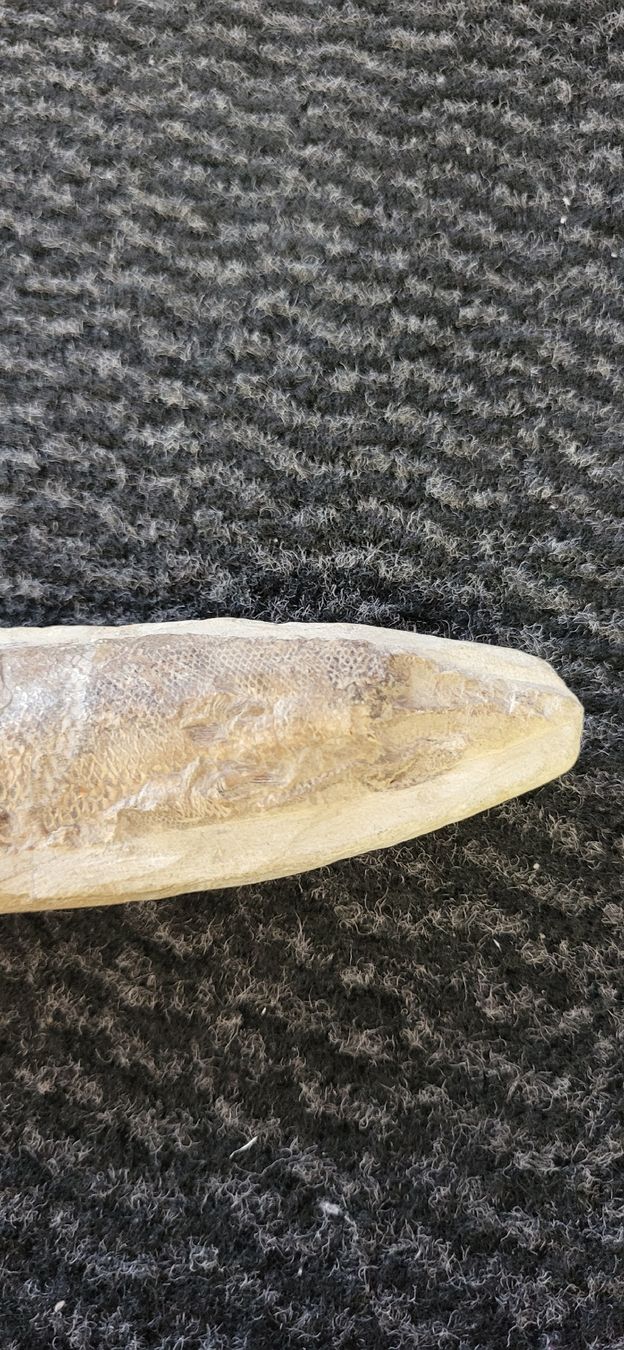 Fossili: Fossiler Fisch – Usato da Degersheim venduto da Sonnenbiene55 3