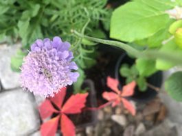 einheimische Scabiose , mehrjägrig beliebt bei Insekten