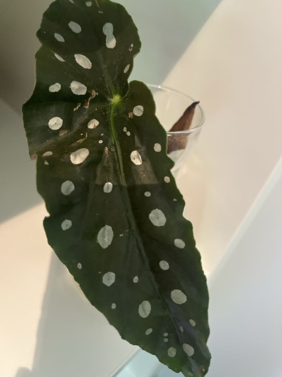 Piante & sementi: Ableger Begonia Maculata – Usato da geroldswil venduto da Mimisa 1