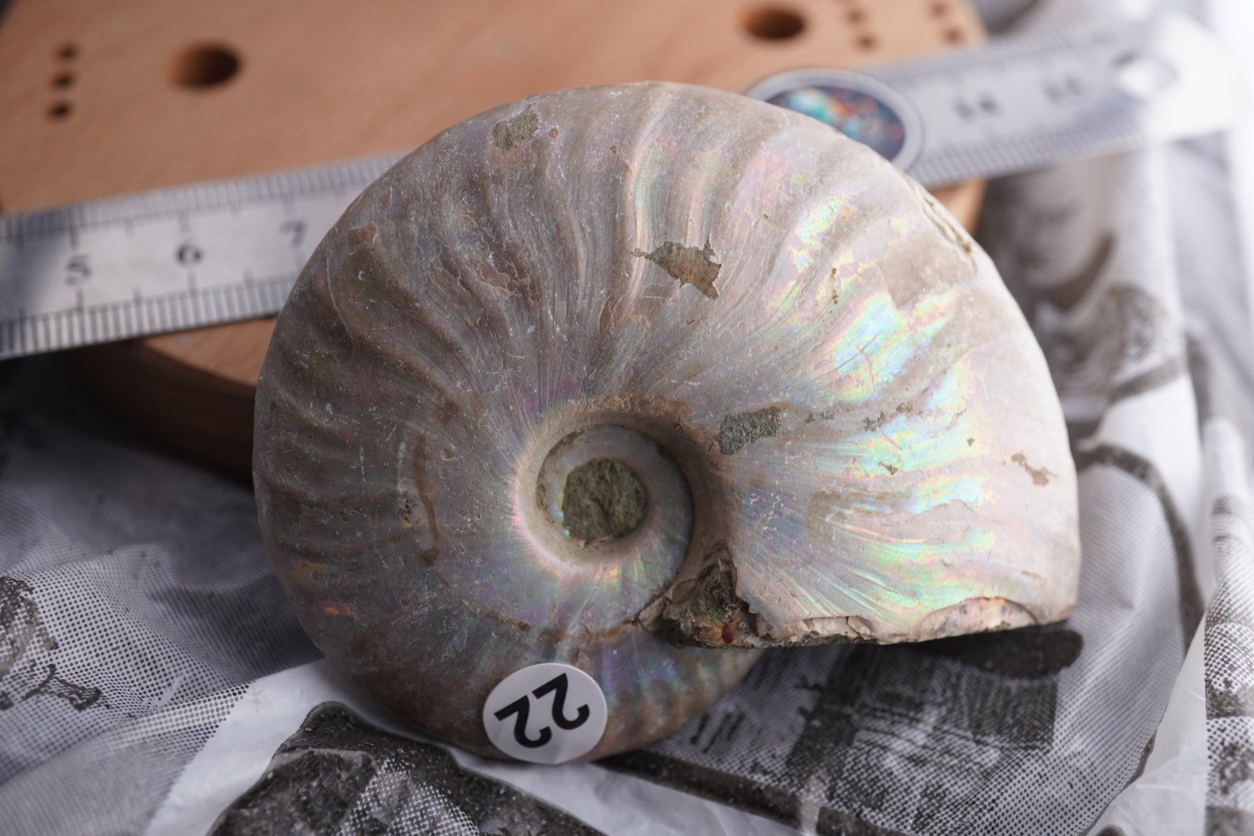 Minéraux & Lithothérapie: Ammonit  Opalisiert   Wunderschön  ca  70mm – Neuf avec emballage d'origine à Eschenbach SG par topstone 6
