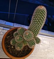Kaktus im 20cm Topf