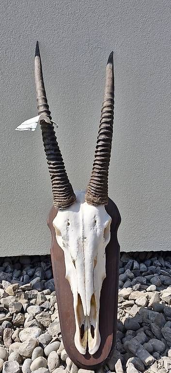 Welt der Tiere: Schädel einer Oryxantilope – Gebraucht aus Düdingen von patrick.r. 1