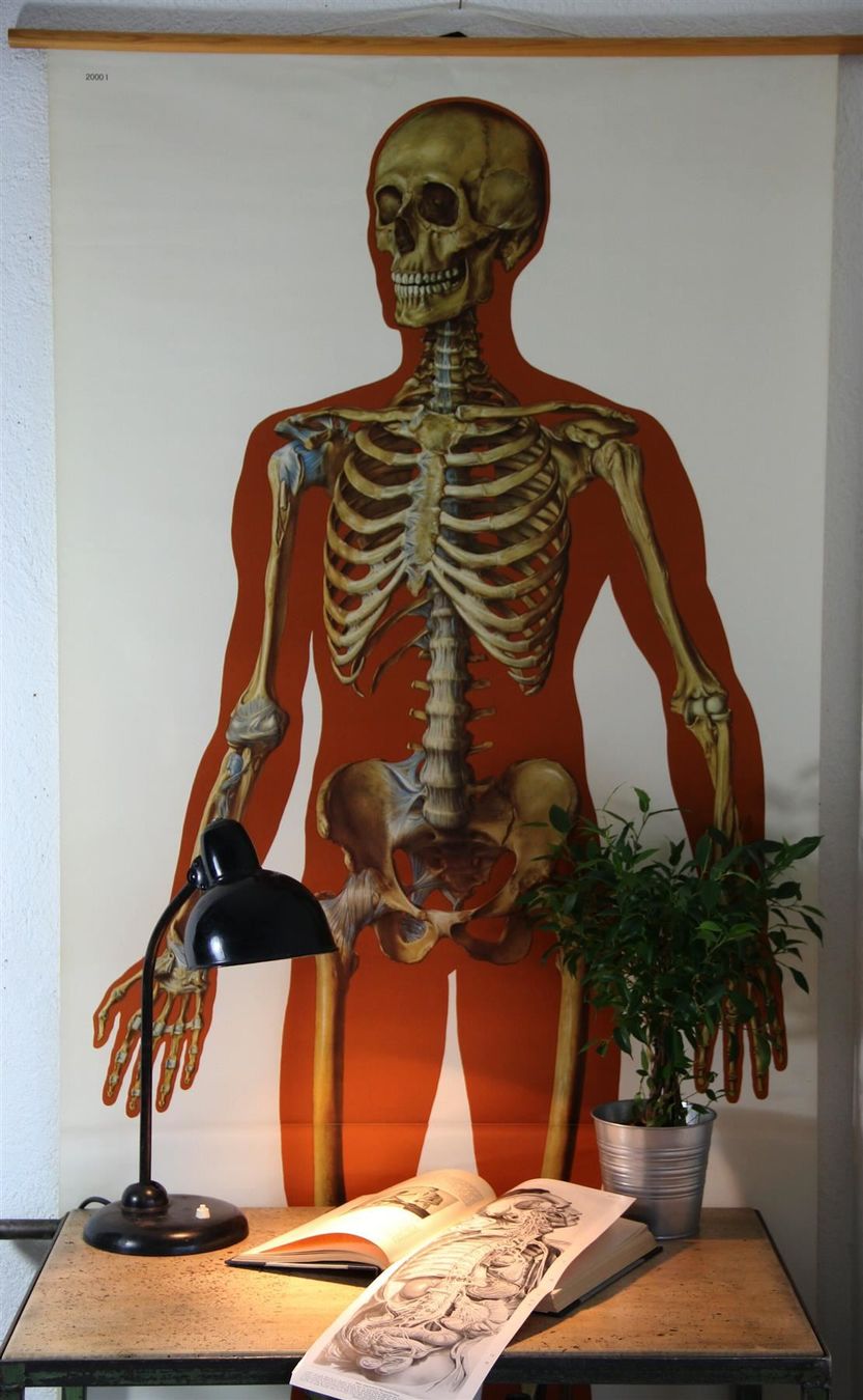 Poster & Bilder: Schulwandbild "Skelett" 185  cm x 85 cm – Gebraucht aus Birrwil von brandschatz_birrwil