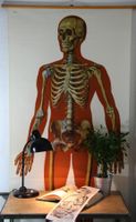 Schulwandbild "Skelett" 185  cm x 85 cm