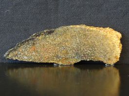 Versteinerung Dinosaurier Fossil KNOCHEN SCHEIBE USA Dino
