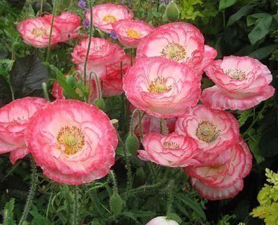 Piante & sementi: 500 Samen Mohn FALLING IN LOVE – Nuovo (secondo la descrizione) da Ehrendingen venduto da VerveinaSamen 4