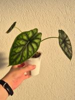 🌿Alocasia Dragon Scale #2🌿