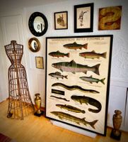 Süsswasserfische II – XL Vintage Lehrtafel, gerahmt