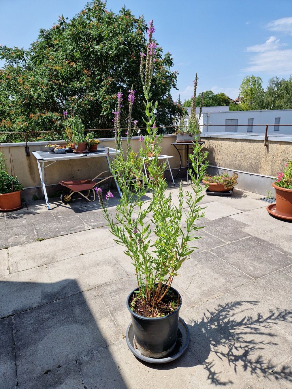 Piante & sementi: Balkon-/Gartenpflanze: Blutweiderich – Usato da Münchenbuchsee venduto da Aare22 1