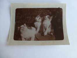 Fotografie aus dem Jahren 1940- 1950