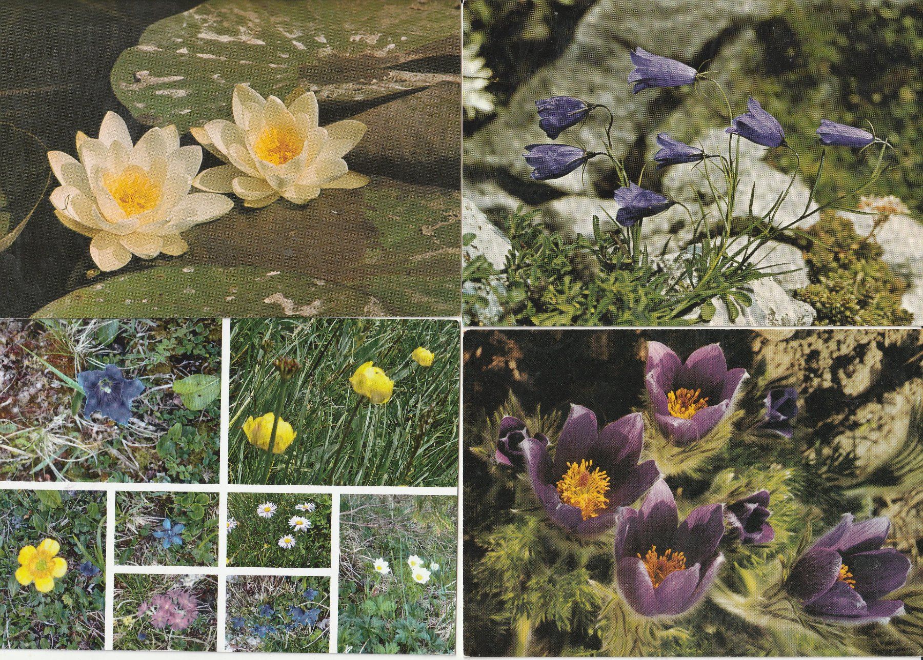 Cartoline postali: 40 Blummenkarten – Usato da Lumbrein venduto da made02 2