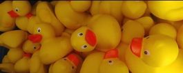 Professionelle Renn-Gummienten – ca. 950 Stück 🦆