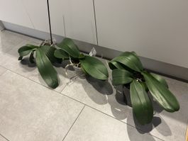Phalaenopsis 3 Stk 