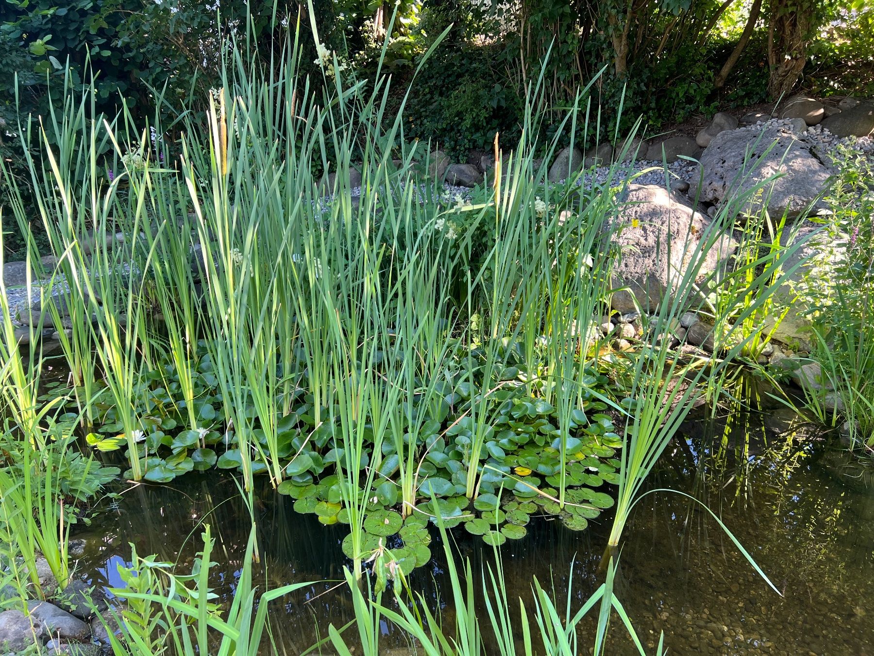 Plantes & graines: Rohrkolben aus Privatteich – Neuf (Voir description) à Adetswil par hgn01