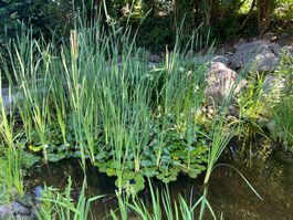 Rohrkolben aus Privatteich