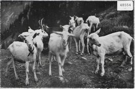 Ziegenherde - chevres