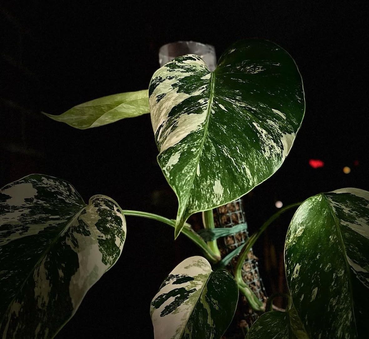 Monstera Albo Ableger ,,White Tiger,, (Gebraucht) in Kloten fr CHF 40   nur Abholung auf Ricardo kaufen
