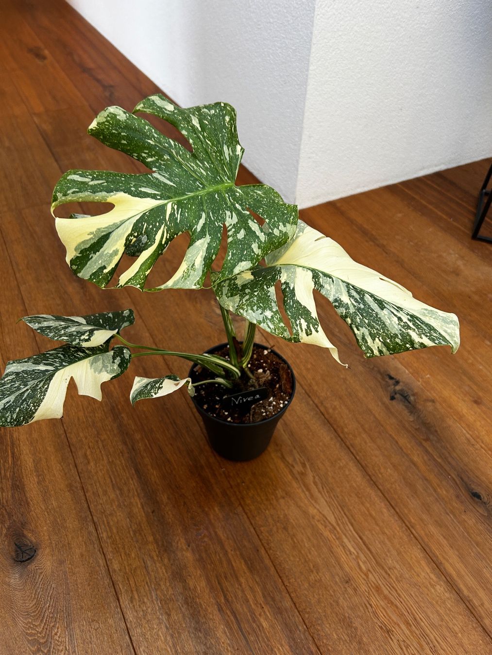 Pflanzen & Samen: Monstera Thai Constellation💚 – Gebraucht aus Wattwil von Mikesplantshop