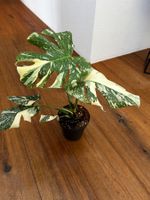 Monstera Thai Constellation💚