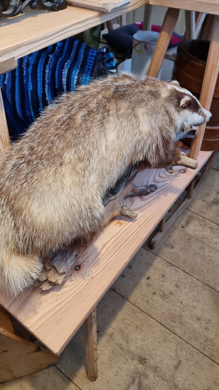Welt der Tiere: Dachs – Gebraucht aus Sils im Domleschg von platin01 1