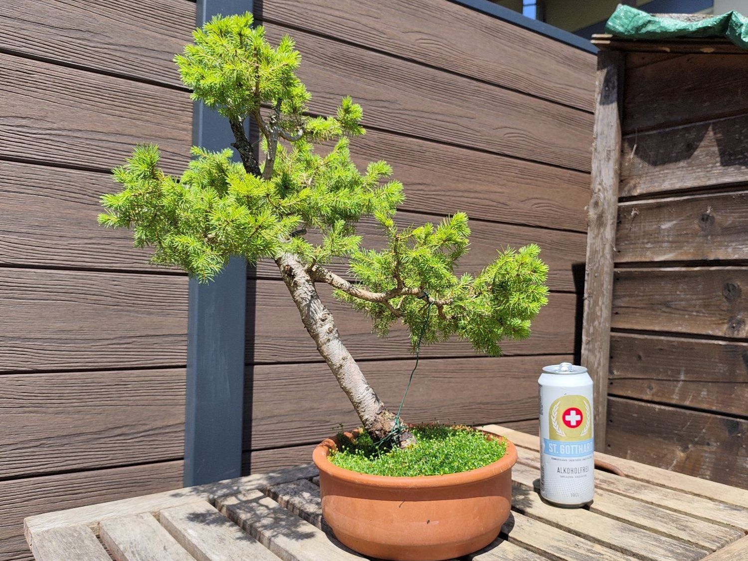Piante & sementi: Bonsai Rohling Fichte – Usato da Oberwil BL venduto da suaku 2