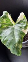 🤩Alocasia Macrorrhiza Albo Variegata Rhizom 
