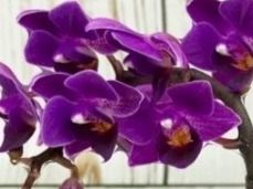 Piante & sementi: Mini  Orchidee WILD "Phalaenopsis FUCHSIA" 20 cm – Nuovo e nell'imballaggio originale da Rovio venduto da POSITIFFARTandPLANTS 4