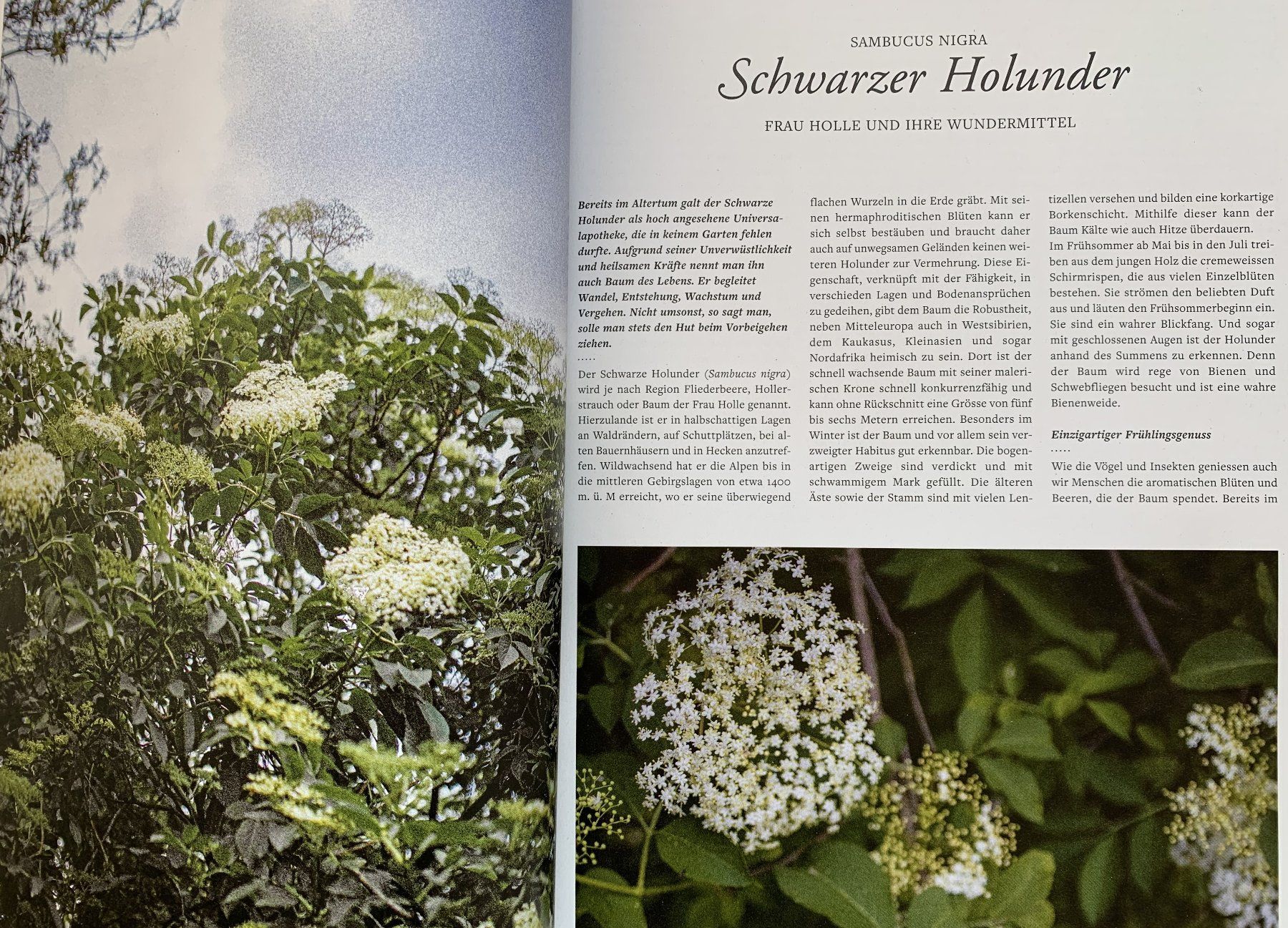 Riviste & Magazine: 2 Hefte: FREUDE AM GARTEN  -  EIN SCHWEIZER GARTENMAGAZIN – Nuovo e nell'imballaggio originale da Birsfelden venduto da Emporio82 8