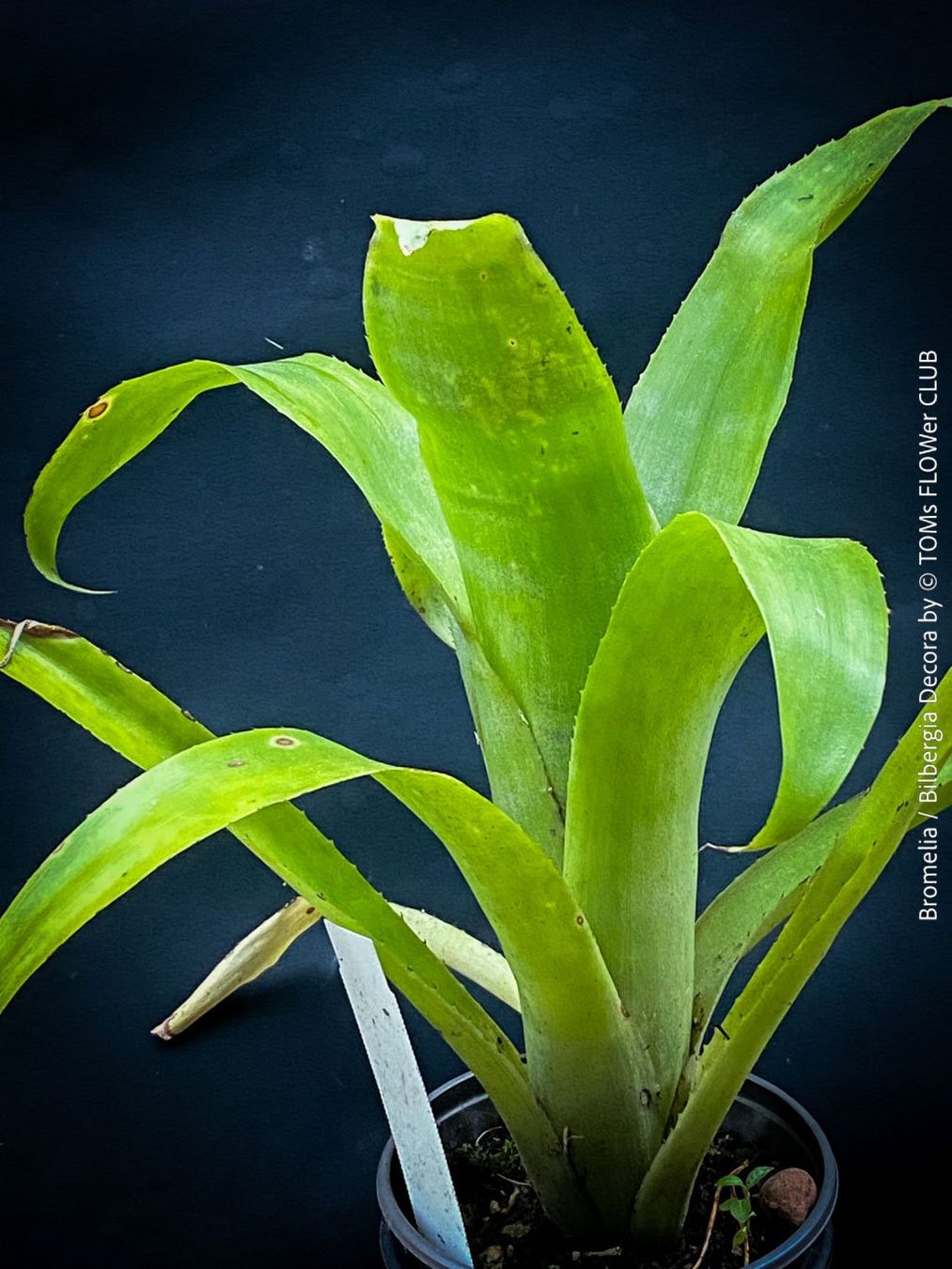 Piante & sementi: Bromelia / Bilbergia Decora - super robuste Pflanze – Nuovo e nell'imballaggio originale da Adliswil venduto da astom369 4