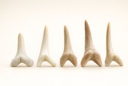 Lot de 5 Dents de requin