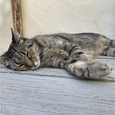 Profile image of StefJazz