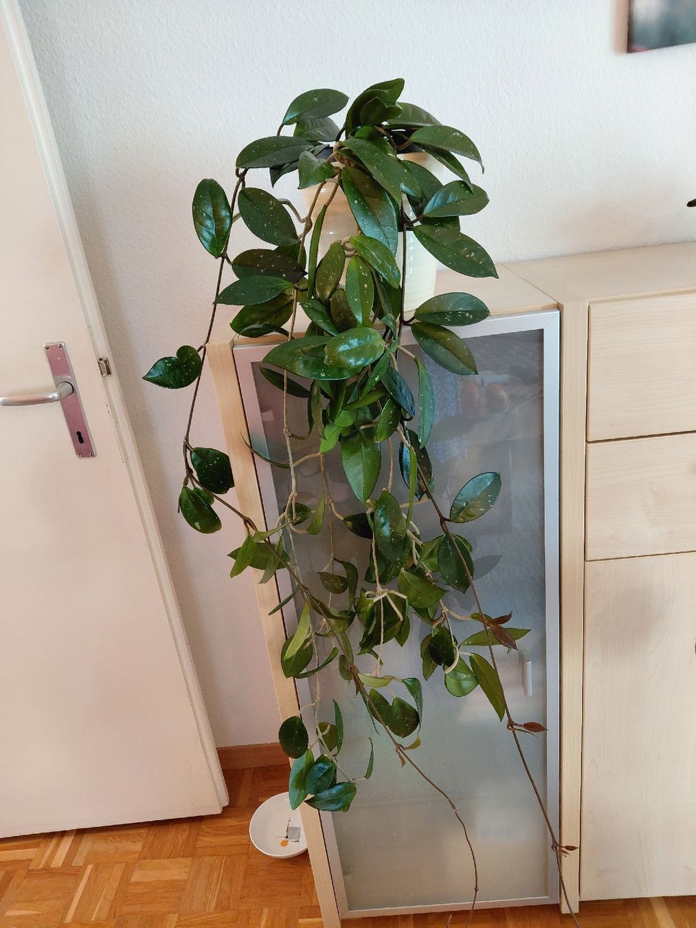 Piante & sementi: zimmerpfllanze hoya carnosa – Nuovo (secondo la descrizione) da Amriswil venduto da Trixi022 1