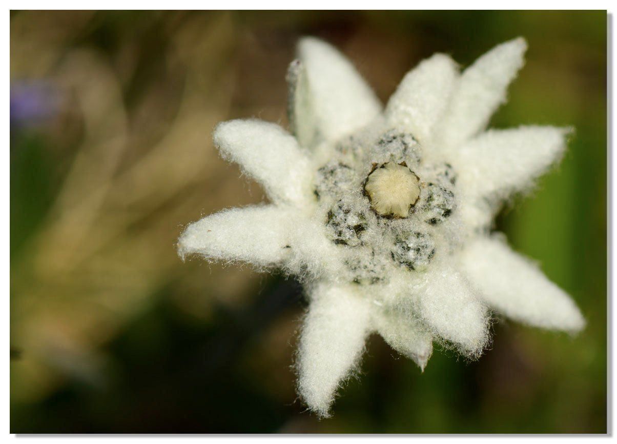 Cartoline postali: Edelweiss Fotokarten – Nuovo e nell'imballaggio originale da Bern venduto da Maccalvin