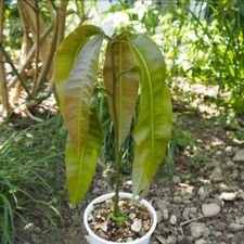 Profile image of planta