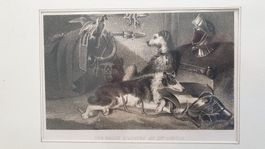 Jagdhunde. Kupferstich. 19 Jh.