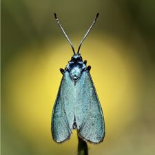 Profile image of Mmarronny