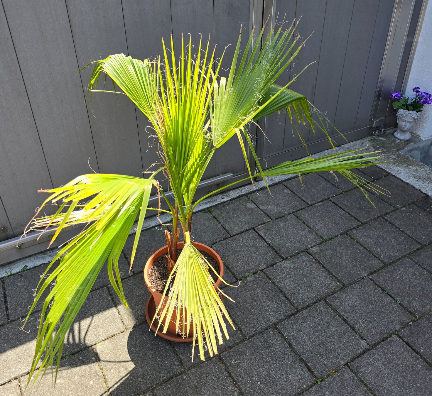 Piante & sementi: Tolle Washington Palme – Usato da Aarburg venduto da popkorn65 2