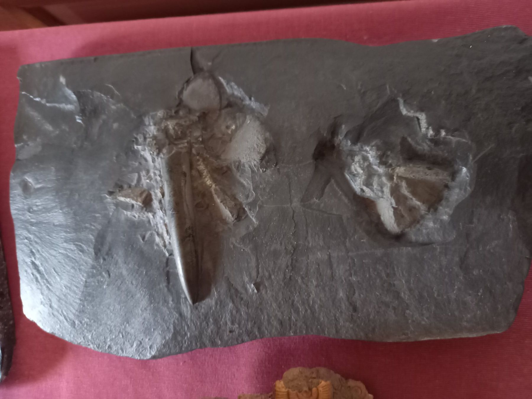 Fossili: Fossiles et minéraux – Usato da Epagny venduto da sig_fj9g 4