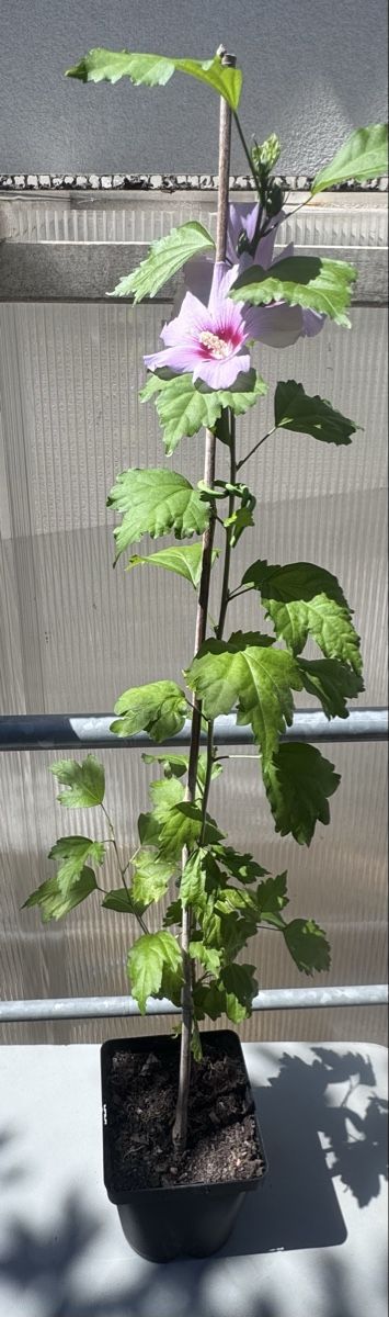 Piante & sementi: Hibiskus ca 80 cm, winterhart – Usato da Magden venduto da Ireg59 1