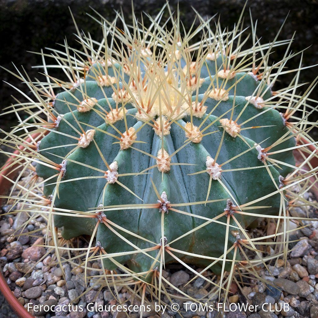 Piante & sementi: Ferocactus Glaucescens - "Blue Barrel Cactus" - einzigartig – Nuovo e nell'imballaggio originale da Adliswil venduto da astom369 4