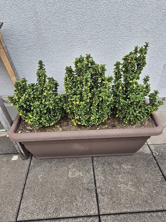 Plantes & graines: Pflanze - Verkaufe wunderschönen Buchs im Topf – D'occasion à Allschwil par mat_c7wn