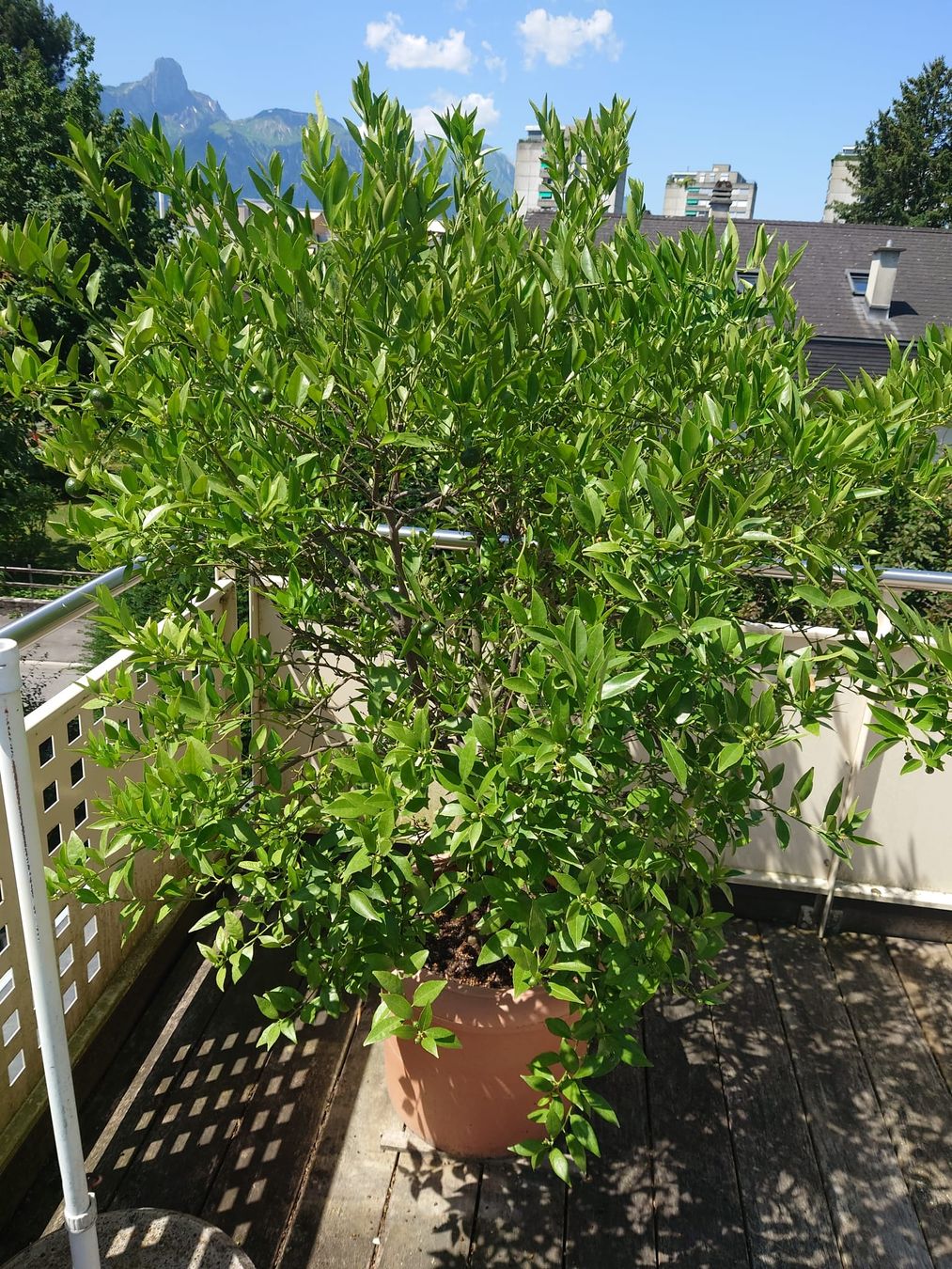 Pflanzen & Samen: Manderinenbaum, 160cm veredelt – Gebraucht aus Thun von Brumchli 1