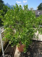Manderinenbaum, 160cm veredelt