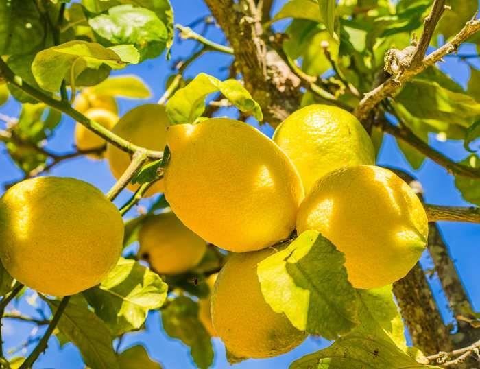 Piante & sementi: Citron des 4 saisons  15-20cm – Nuovo e nell'imballaggio originale da Bremblens venduto da FIBONACCI369