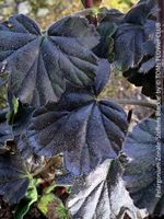 Pelargonium Zonale ‘Steffens Blackie’ - dunkelblätterig