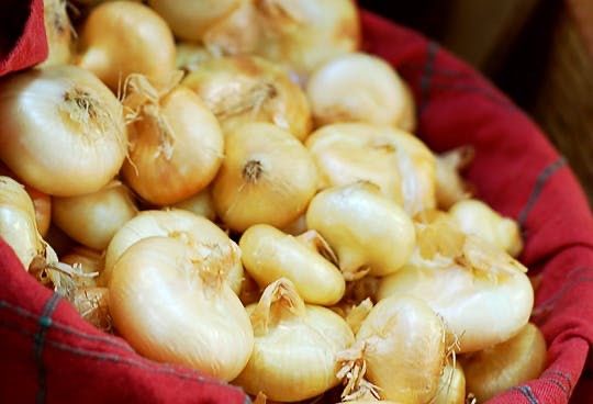 Piante & sementi: 300 Samen Zwiebel FLAT BORETANA – Nuovo (secondo la descrizione) da Ehrendingen venduto da VerveinaSamen