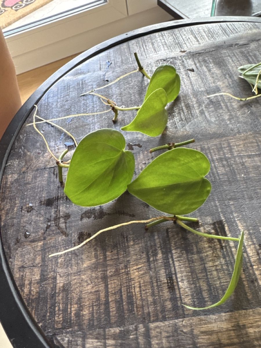 Piante & sementi: Philodendron Scandens Ableger 5 Stück – Usato da Villnachern venduto da Lommy