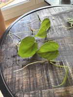 Philodendron Scandens Ableger 5 Stück
