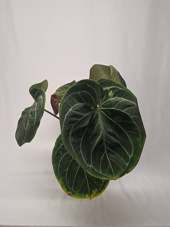 Piante & sementi: Anthurium KOS – Usato da Fahrweid venduto da mikes.anthurium 1